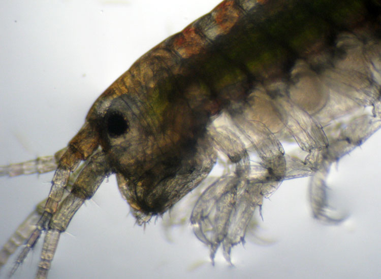 (Micro)mostri marini